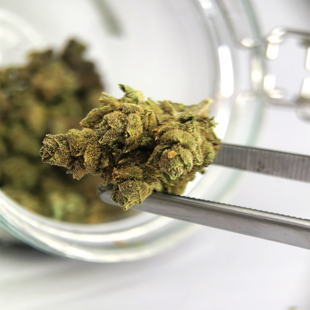 สายพันธุ์กัญชา Mimosa - Sativa Hybrid