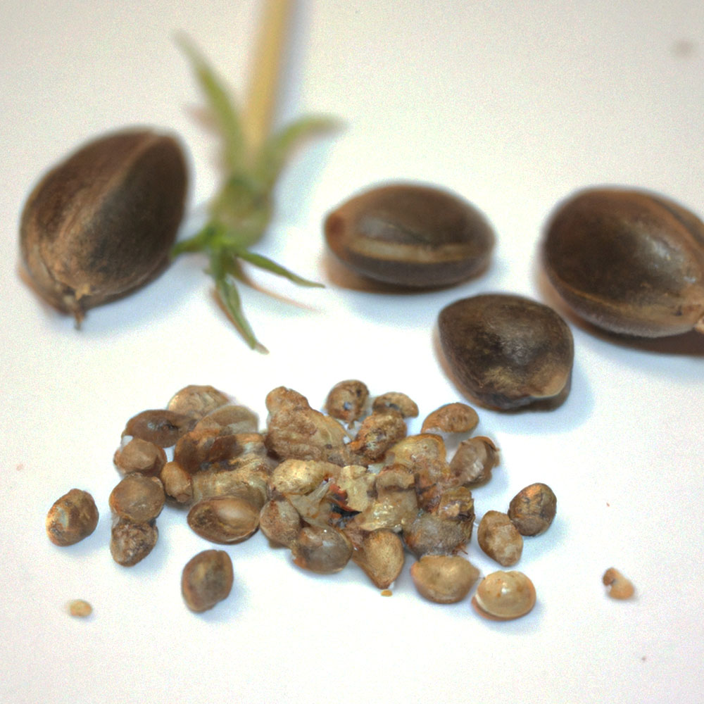 Mimosa Cake feminized Cannabis Seeds