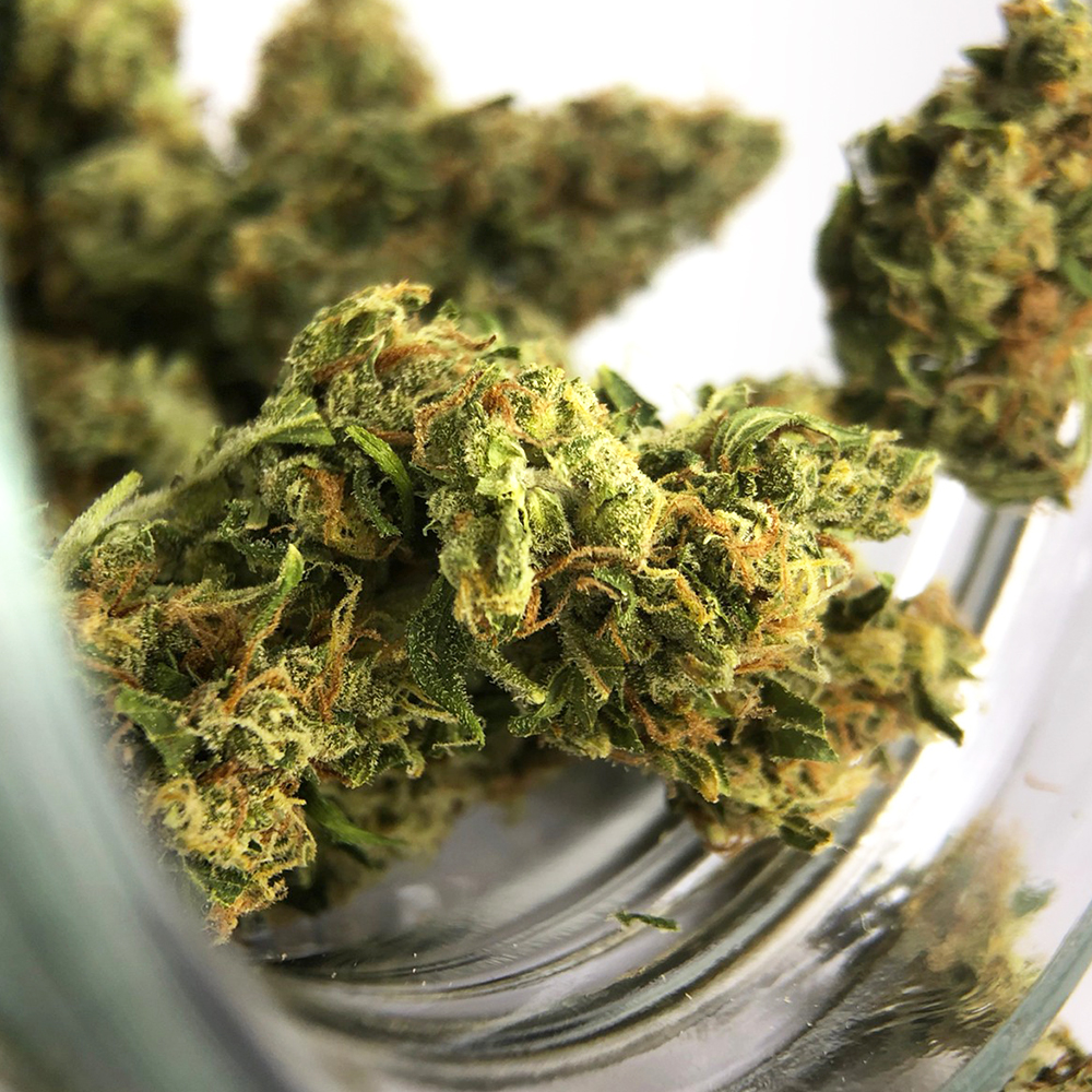 Chocolate Chip Cookies อินดิก้า ไฮบริด